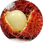 Rafatana