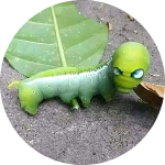 aiu.pit