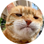 Kucing Oyen