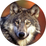 Hungry Wolf