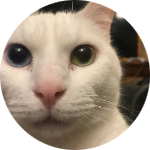 MOD APK