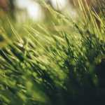 grass-green-light-sun-wallpaper-nature-meadow-landscape-environment.jpg