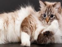 Beautiful Cat.jpg