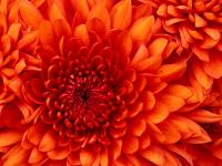 Chrysanthemum (1).jpg