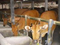 Gambar-Ternak-Sapi-Modern.jpg