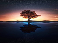 HD-wallpaper-life-tree-thumbnail.jpg