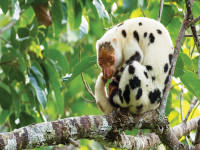Kuskus Waigeo  Spilocuscus papuensis . asli.png