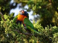 a couple of gossipy rainbow lorikeets  wild  by thebootesartvoid difurzw-pre.jpg