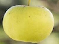 apple-600-600x600.jpeg