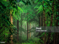 istockphoto-1274530764-1024x1024.jpg