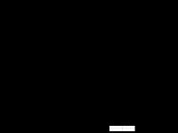 PLAT HINO RANGER FM TRAILER DROPSIDE 40FT.png