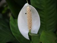 SPATHIPHYLLUM.jpeg