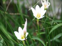 ZEPHYRANTHES CANDIDA.jpeg