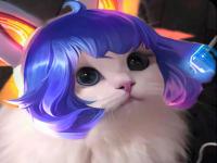 Foto kucing Lucu .jpg