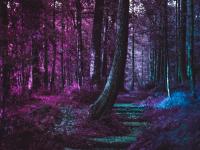 forest-5366029.jpg