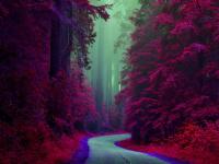 nature-5177581.jpg