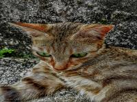 Kucing HD.jpg