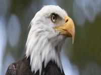 Spirit animal eagle.jpg
