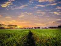 pemandangan-sawah-di-sore-hari.jpg