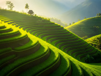 Emerald Rice Terraces at Sunrise with Traditional Hilltop Hut.jpeg