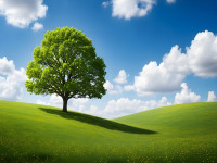 Majestic Lone Oak on a Sunlit Meadow Landscape.jpeg